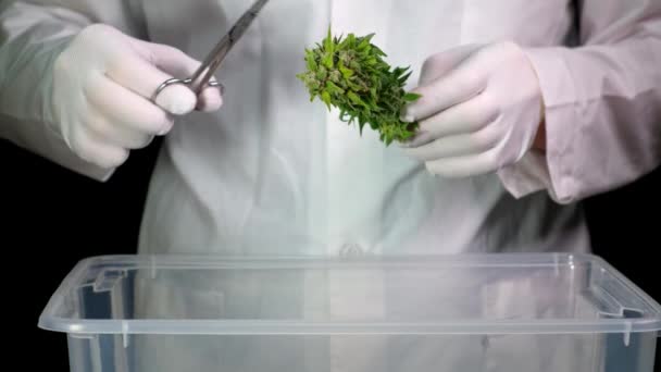 A man in a white robe and gloves makes cannabis trimmings, preparing cannabis cones for further drying. — Stock Video