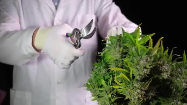 Met het oogsten van cannabis snijdt een man in witte kleding de kegels van de struik met een schaar. Het concept van medicinale marihuana is de productie van CBD olie. — Stockvideo