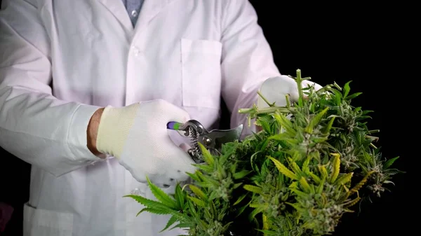 Kenevir hasadı yapan beyaz giysili bir adam çalılıktan konileri makasla keser. Tıbbi marihuana kavramı CBD petrolünün üretimidir..