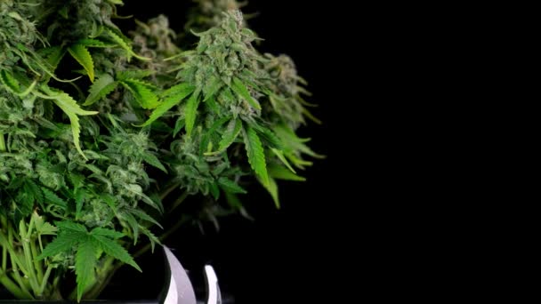 Raccolta di cannabis, un uomo in abiti bianchi taglia i coni dal cespuglio con le forbici. Il concetto di marijuana medica è la produzione di olio di CBD. — Video Stock