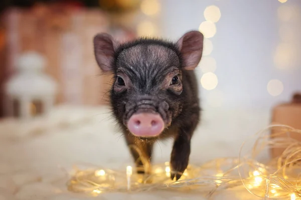 mini pig at Christmas