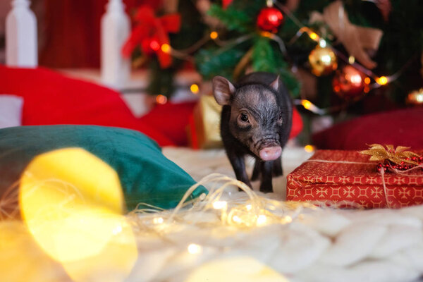 mini pig at Christmas