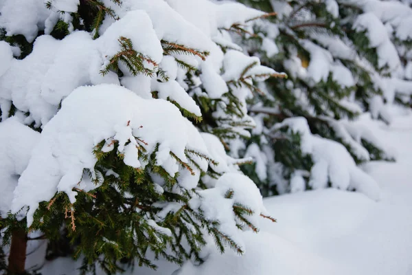 Ramas Árboles Cubiertas Nieve —  Fotos de Stock