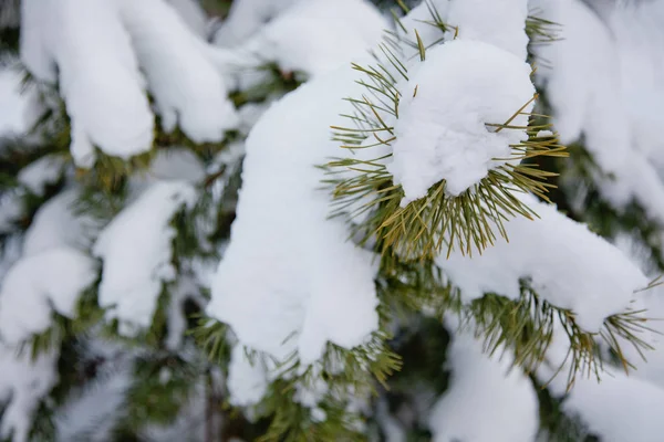 Ramas Árboles Cubiertas Nieve —  Fotos de Stock