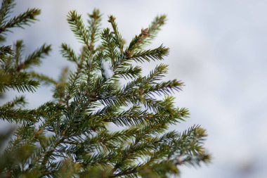 Kışın ağacının dalını