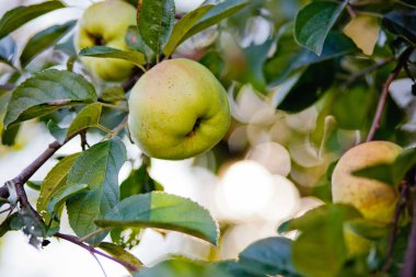 bir ağaçtan elma toplama el