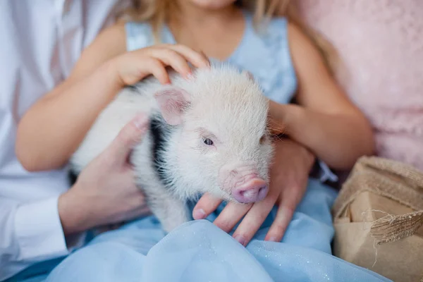 mini pig on his hands