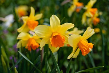 Bahçedeki sarı nergis