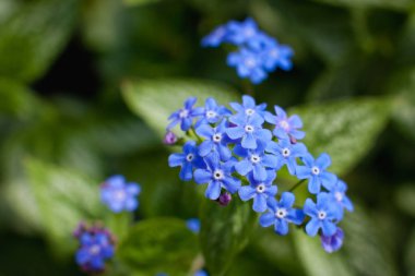 yeşil zemin üzerine mavi çiçekler