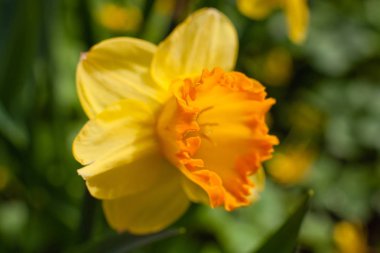 Bahçedeki sarı nergis