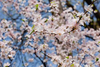 Mavi gökyüzüne karşı bahçede kiraz çiçekleri