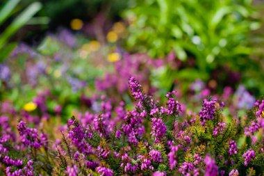 Bahçede mor çiçekler