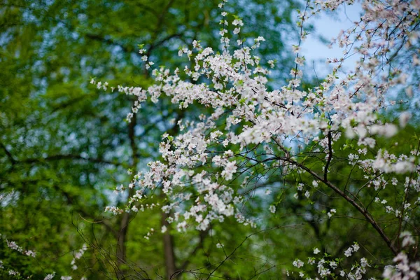 Flores Cerejeira Jardim Primavera — Fotografia de Stock