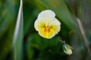 Bahçedeki sarı çiçek