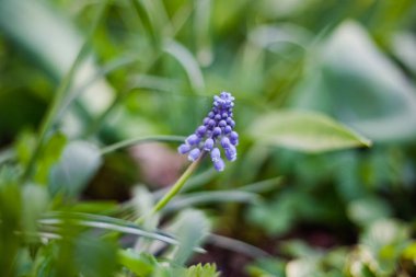 yeşil yaprakları makro fotoğrafçılık