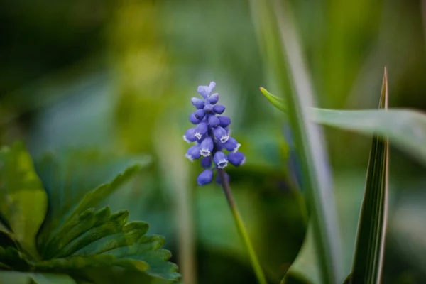 Blue Flower Green Background — Stock Photo, Image
