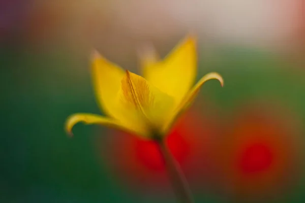 Petal Yellow Tulip Macro — Stock Photo, Image