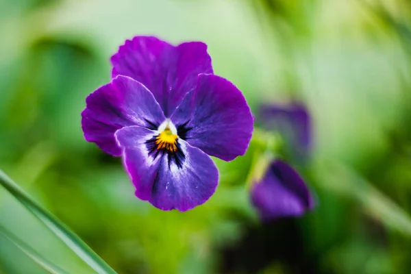 Foglie Verdi Macro Fotografia — Foto Stock