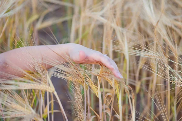 Tarlada Buğday Kulakları — Stok fotoğraf