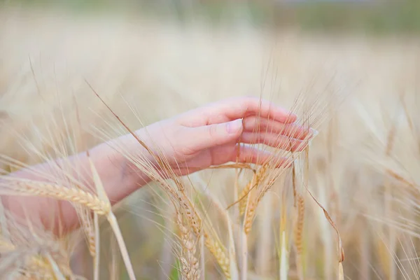 Tarlada Buğday Kulakları — Stok fotoğraf