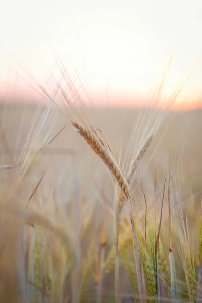 Spikelets Buğday Bir Arka Plan Günbatımı Üzerinde — Stok fotoğraf