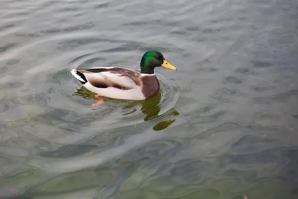 Duck Water Royalty Free Stock Photos