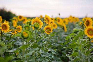 Ayçiçeği tarlası