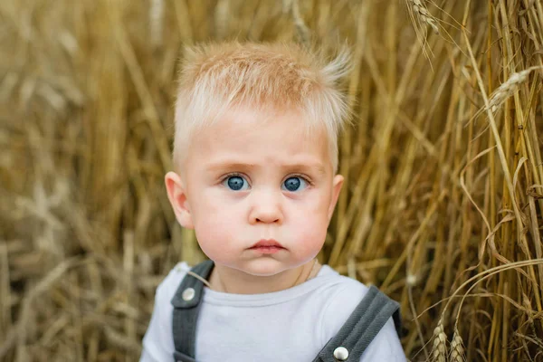 Portrett Vakker Liten Gutt Med Blondt Hår Hvit Skjorte Hveteåker – stockfoto