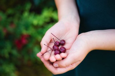 Küçük kırmızı elmalar. Bahçe elmaları. Ellerinde bir avuç elma.