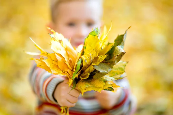 孩子面前放着黄色的叶子 它们在聚精会神地看着 有选择的重点 可爱的男孩在秋天的公园里散步 — 图库照片