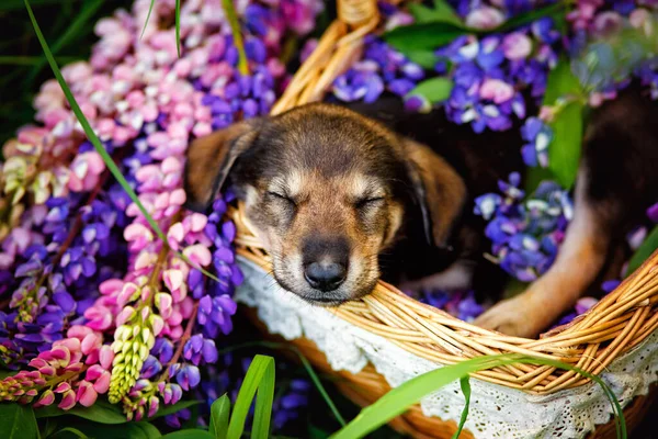 Portrait Chiot Berger Petit Chien Trouve Dans Panier Parmi Les — Photo