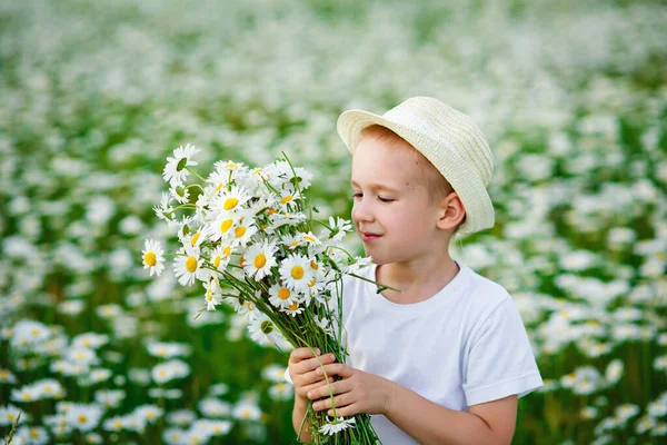 Cute Little Child Field Daisies Boy Hat Holds Bouquet Camomiles — Stock Photo, Image