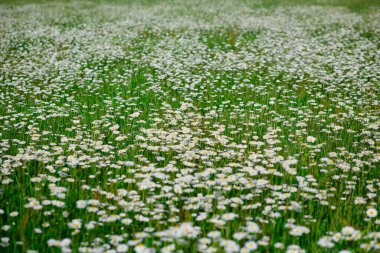 Papatya çiçeği tarlası. Doğada papatya çayı. Doğada güneşli bir günde papatya tarlası. Bahar günü papatya çiçekleri. Papatya çiçeği tarlası güneş ışığında geniş bir arkaplan