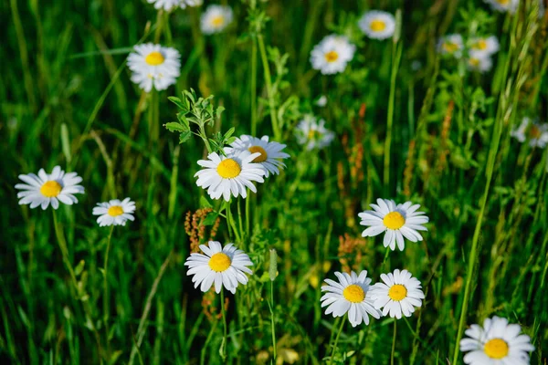 Champ Fleurs Camomille Camomille Dans Nature Champ Camomilles Lors Une — Photo