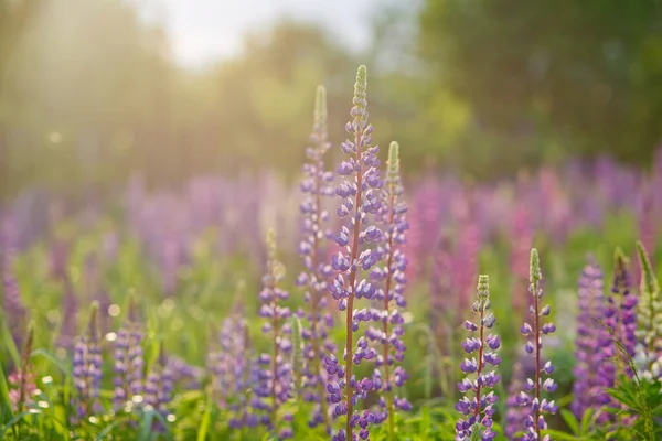 Lupinus Csillagfürt Csillagfürt Kék Virágokkal Egy Csomó Csillagfürt Nyár Virág — Stock Fotó