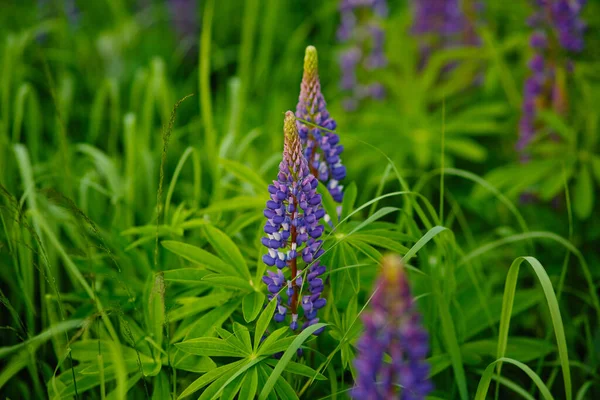 ルピナス ルピナス 青い花とルピナスのフィールド 夏に総状花序を伸ばし花を咲かせます 花は総状花序を伸ばします ルピナスの畑だ バイオレット春と夏の花 自然概念 — ストック写真