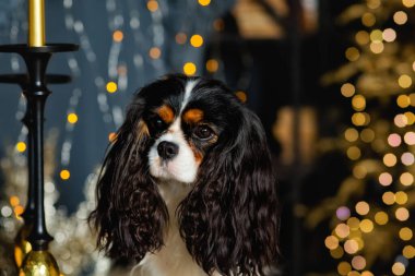 Süvari bir kral olan Charles Spaniel, arka planda bulanık Noel ışıkları ve Altın Noel ağacı olan bir yastığın üzerinde oturuyor..