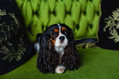 Süvari şirin İspanyol 'un portresi Süvari Kral Charles Spaniel yastıkların arasında, parlak yeşil bir kanepede yatıyor.