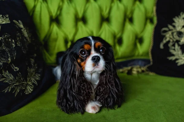 Portrait Épagneul Cavalier Mignon Roi Cavalier Charles Spaniel Est Couché — Photo