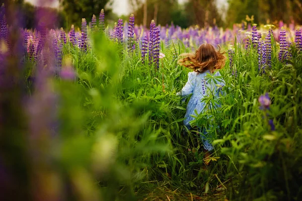 Una Niña Años Corre Campo Floreciente Con Altramuces Prado Con — Foto de Stock