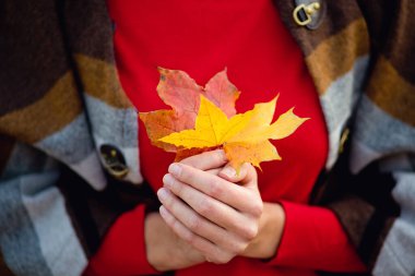 Kırmızı kazaklı bir kadın turuncu ve altın bir sonbahar yaprağı tutuyor. Sonbahar yaprağıyla kadınların ellerine odaklan..