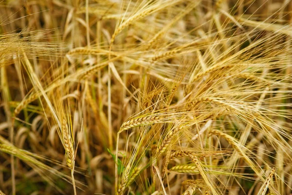 Olgun Buğday Kulakları Kurutulmuş Buğday Bitkisi Olgunlaşmış Buğday Tarlası — Stok fotoğraf