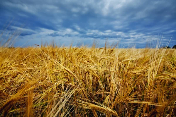 Een Groot Veld Rijpe Tarwe Tegen Achtergrond Van Stormachtige Lucht — Stockfoto