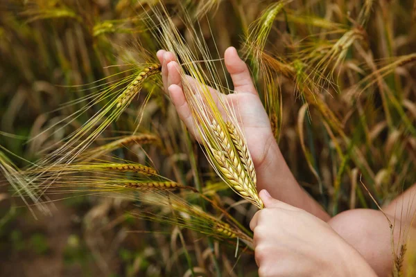 Bir Çocuğun Eli Buğday Tarlasında Altın Bir Buğday Kulağı Tutar — Stok fotoğraf