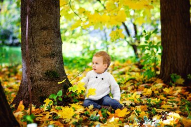 Beyaz örgü süveter giyen mutlu küçük bir çocuk altın sonbahar parkının arka planında sarı akçaağaç yapraklarıyla oynuyor..