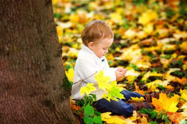 Beyaz örgü süveter giyen mutlu küçük bir çocuk altın sonbahar parkının arka planında sarı akçaağaç yapraklarıyla oynuyor..