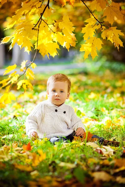 Niño Feliz Suéter Punto Blanco Juega Con Hojas Arce Amarillo — Foto de Stock