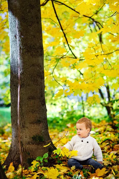 Bambino Felice Maglione Maglia Bianca Gioca Con Foglie Acero Giallo — Foto Stock