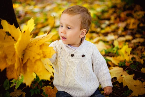 一个快乐的小男孩 穿着一件白色针织毛衣 背景是一个秋天的公园 背景是一束黄色枫叶 — 图库照片