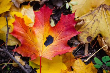 Bahçedeki böcek ya da virüsün sarı akçaağaç yaprağını, bitki hastalıklarını, yaprak bitkilerini ve ağustos böceklerini kapatın. Böcek istilası yerleştir.